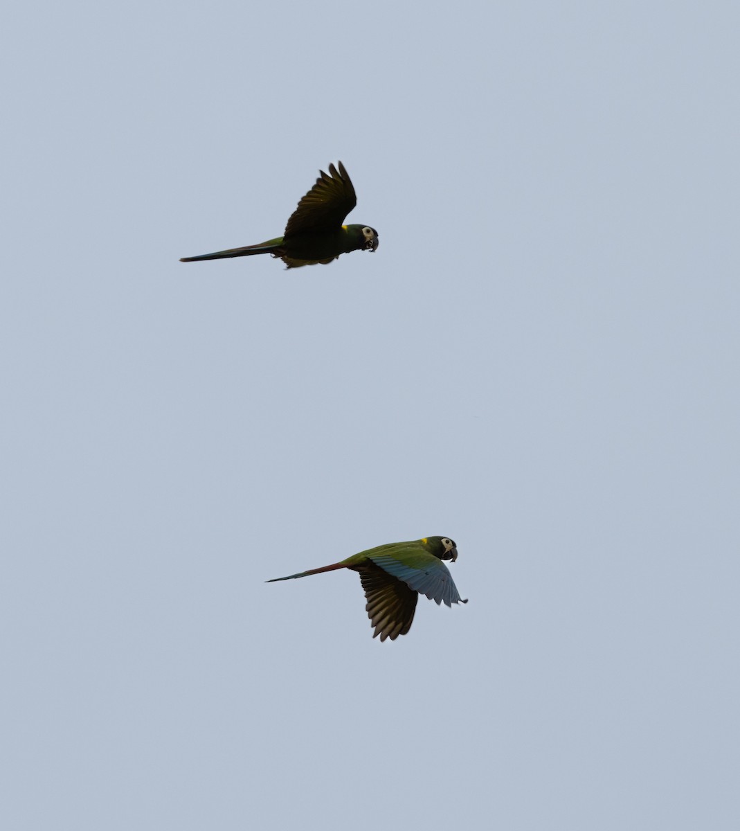 Yellow-collared Macaw - ML641509386
