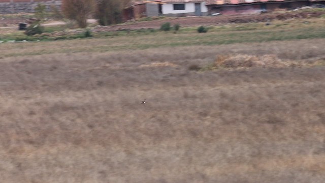 Cinereous Harrier - ML641509387