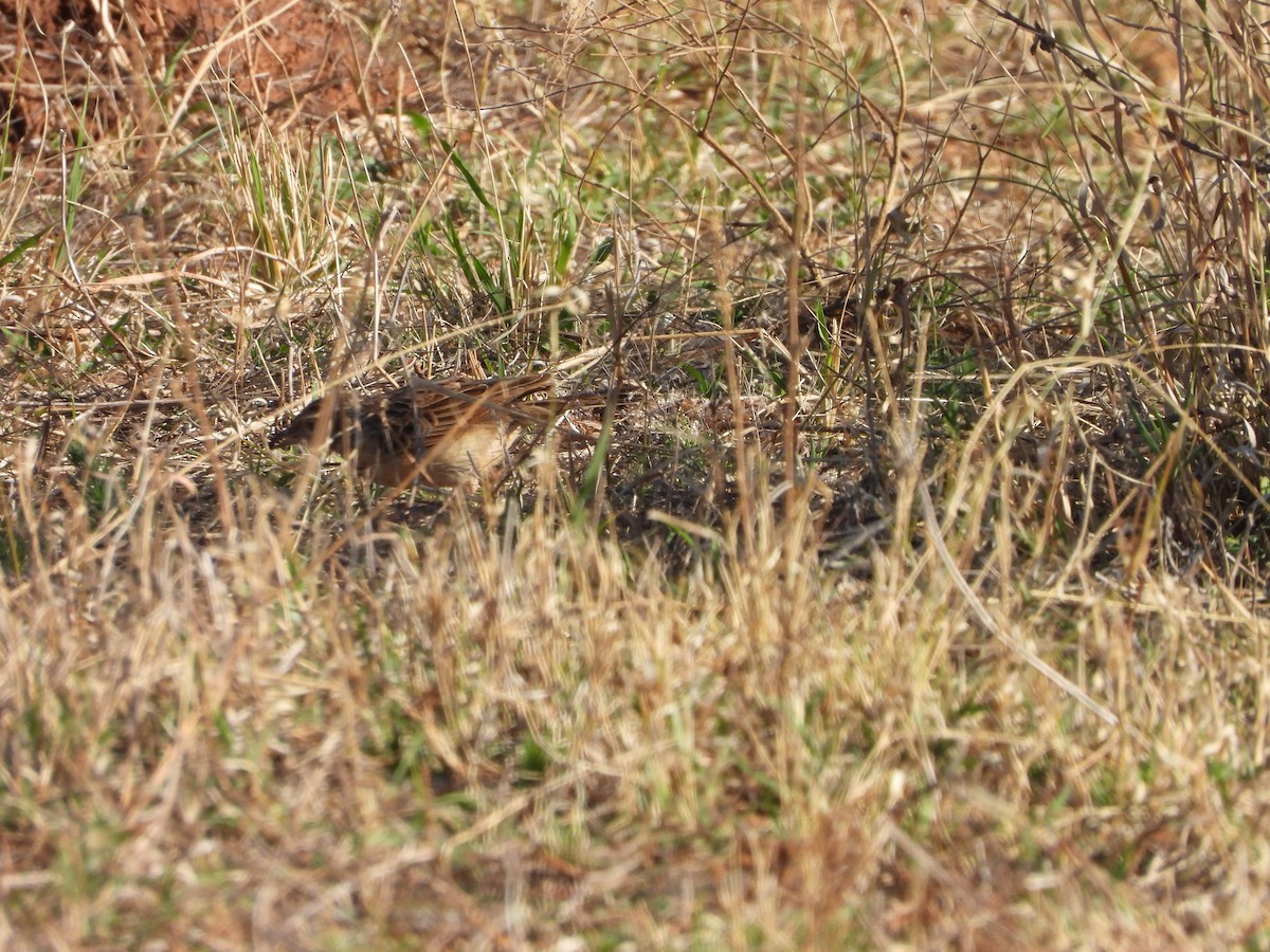 Fawn-colored Lark - ML641509391