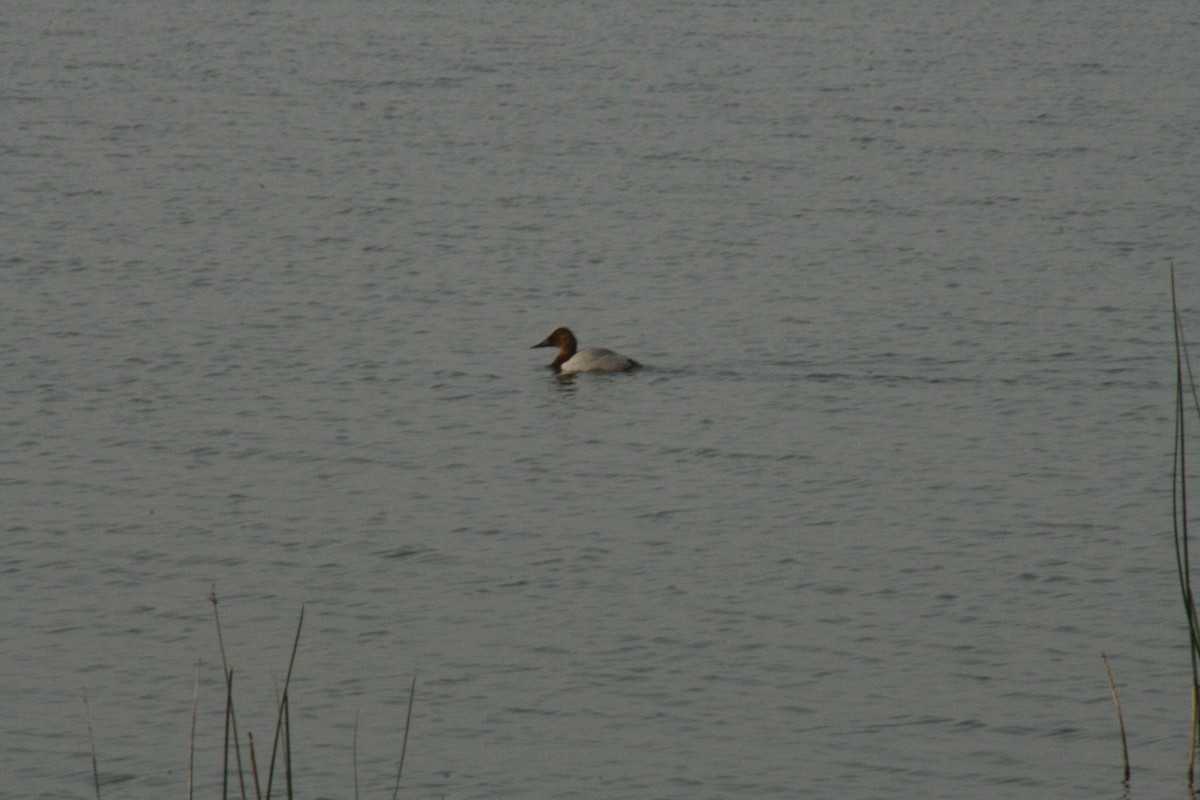 Canvasback - ML641509406