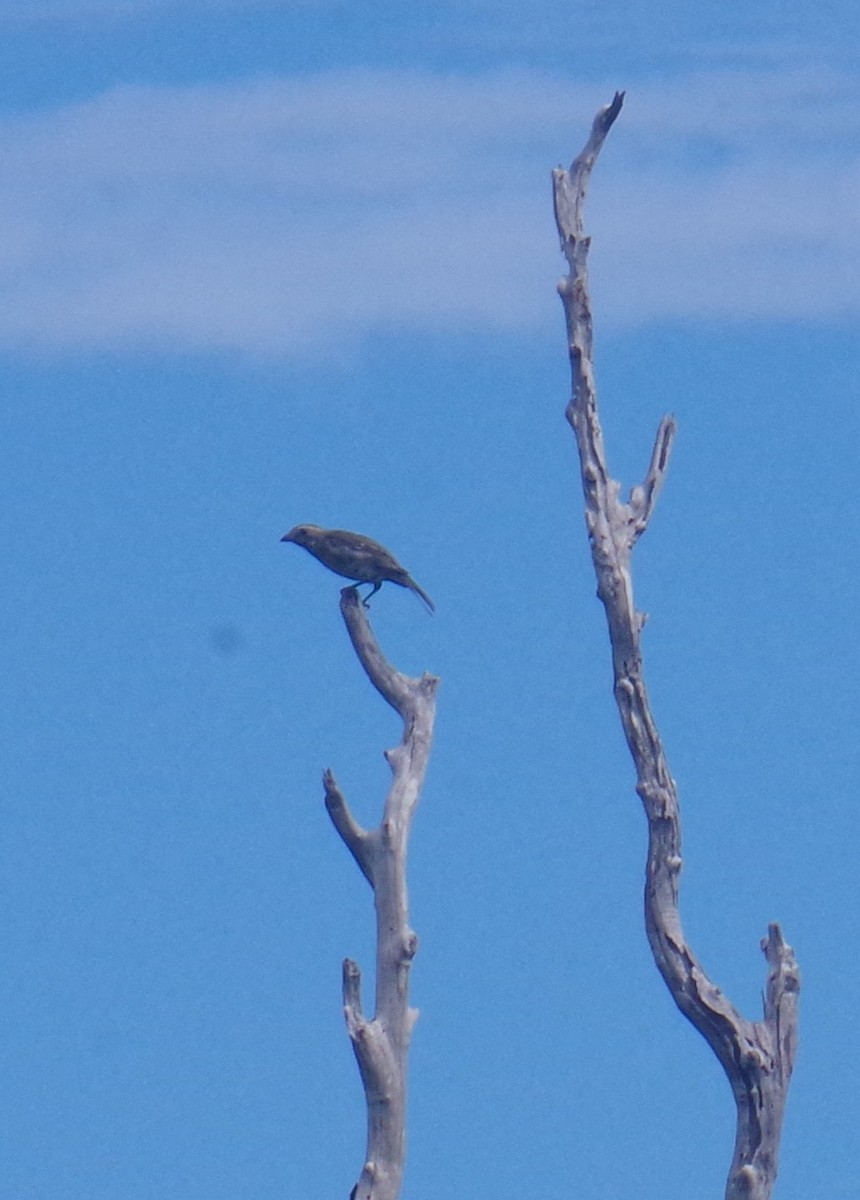 Western Spindalis - ML641509494