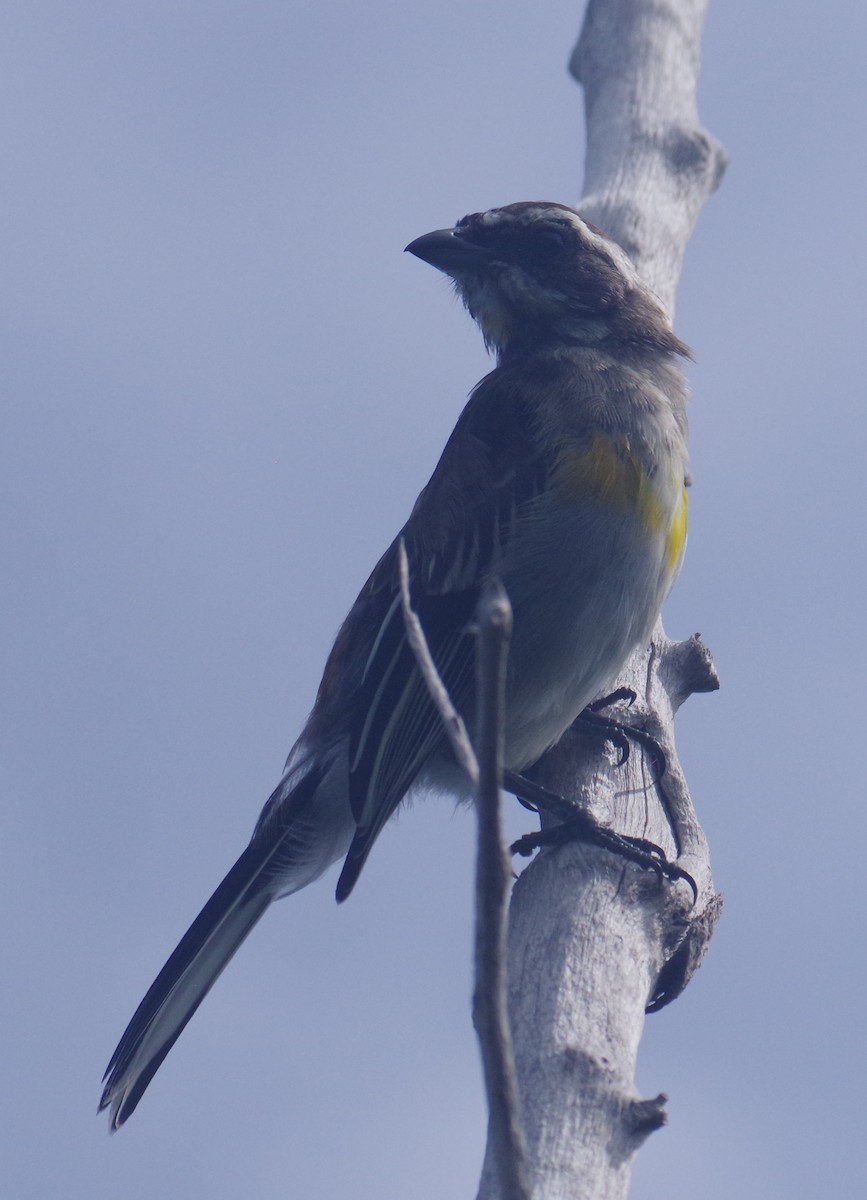 Western Spindalis - ML641509495