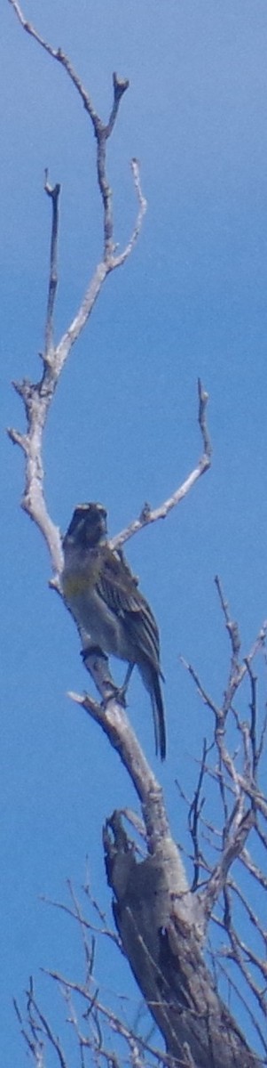 Western Spindalis - ML641509496