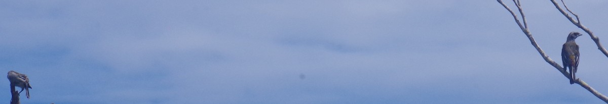 Western Spindalis - ML641509499