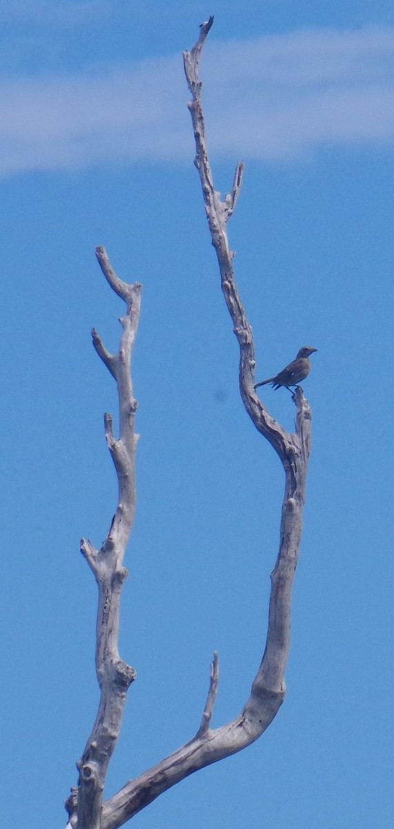 Western Spindalis - ML641509502