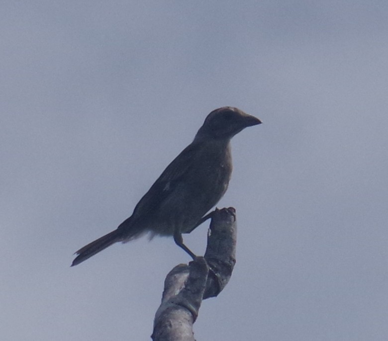 Western Spindalis - ML641509503