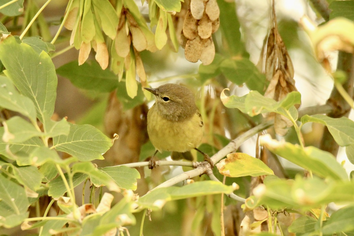 Orange-crowned Warbler (Gray-headed) - ML641509508
