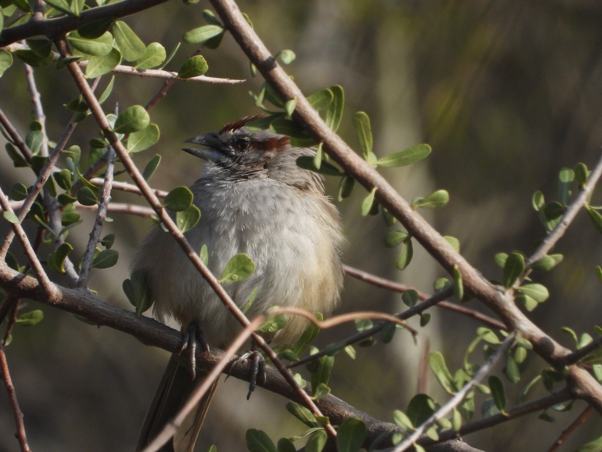 Chaco Sparrow - ML641509515