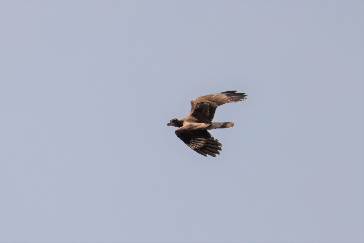 Mountain Caracara - ML641509534