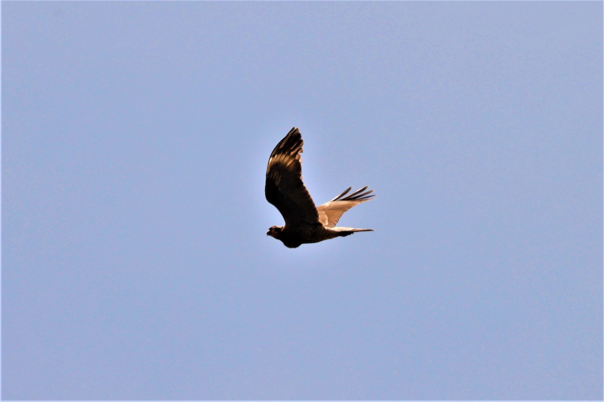 Mountain Caracara - ML641509535