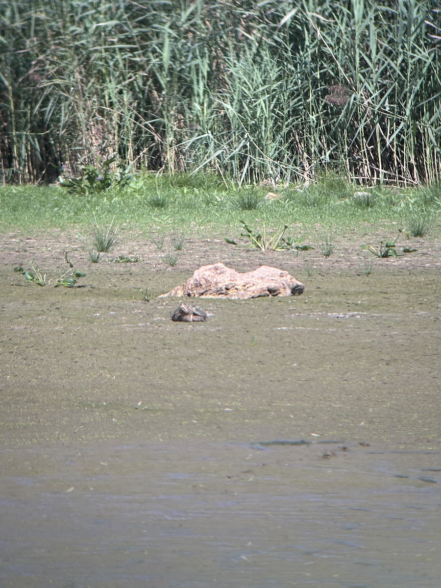 Tortuga lagarto norteña - ML641509634