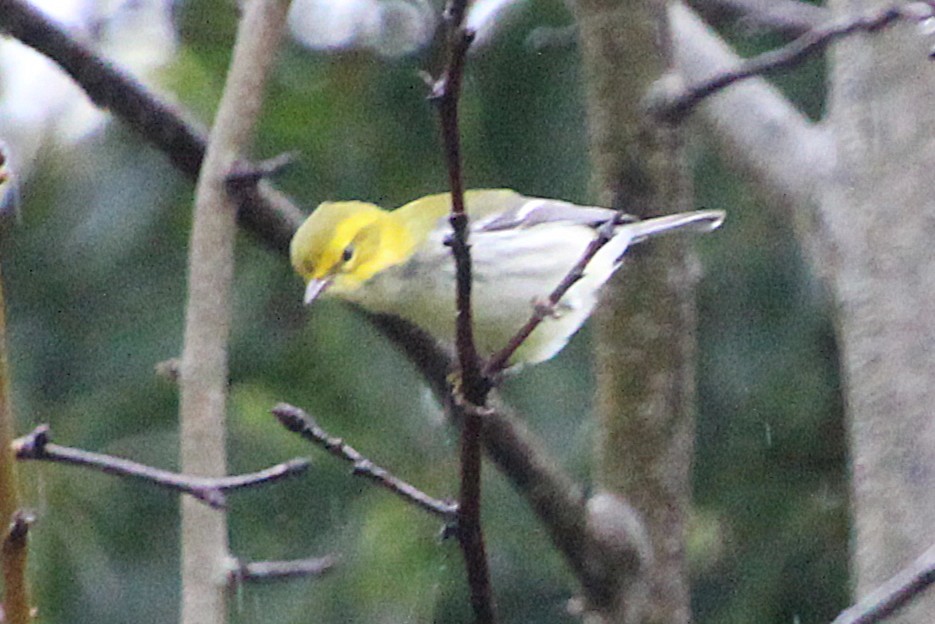 Black-throated Green Warbler - ML641509686