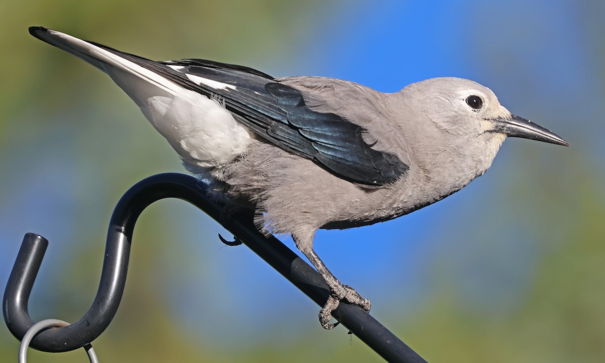 Clark's Nutcracker - ML641509791