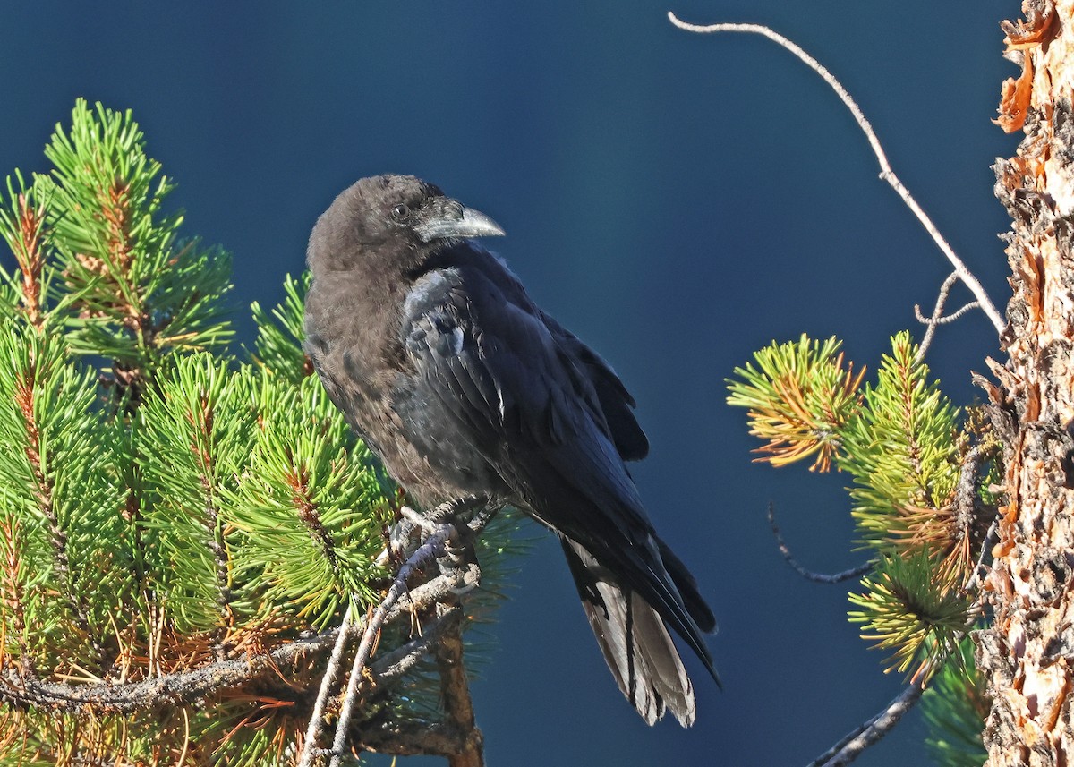 vrána americká - ML641509797