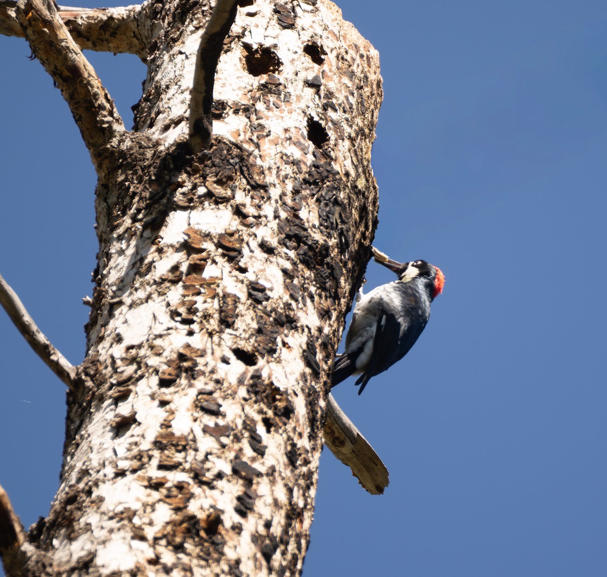 Acorn Woodpecker - ML641509803