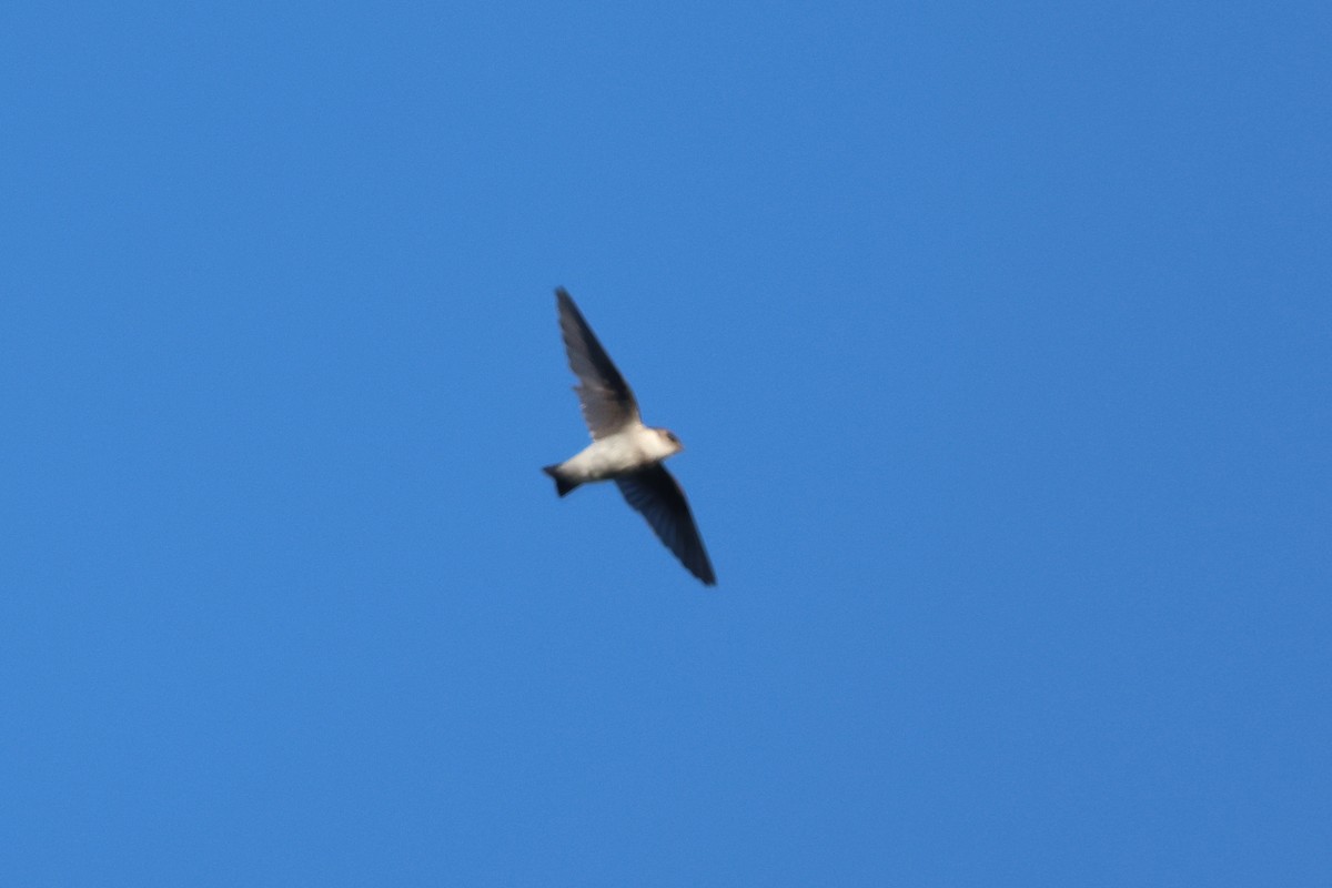 Violet-green Swallow - ML641509806
