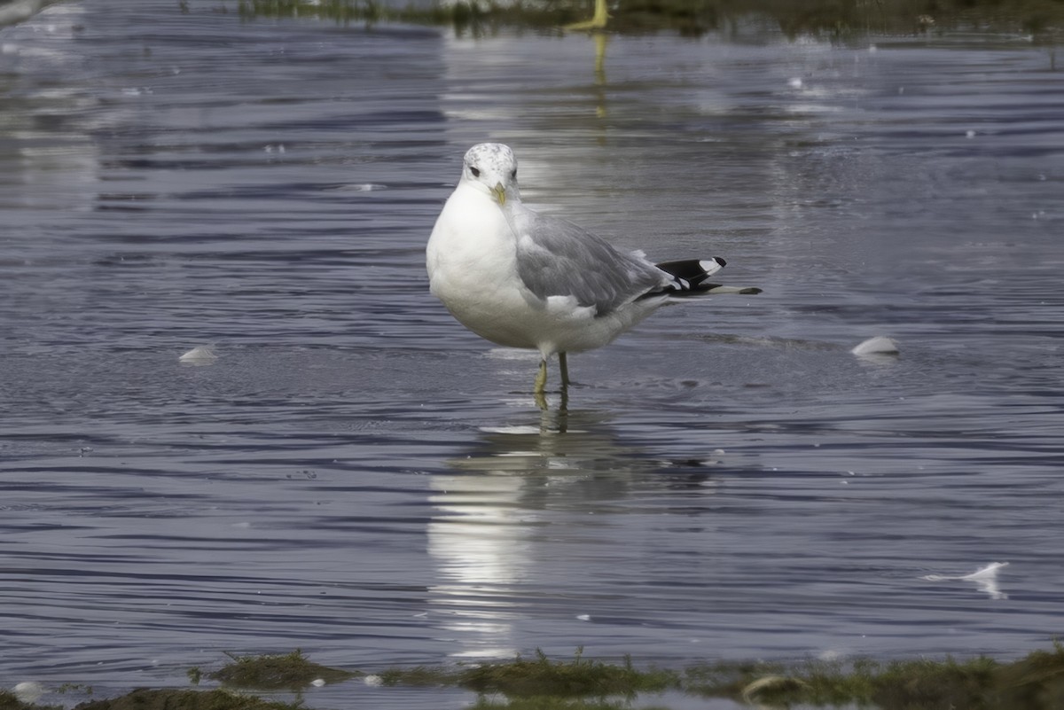 Common Gull - ML641509813