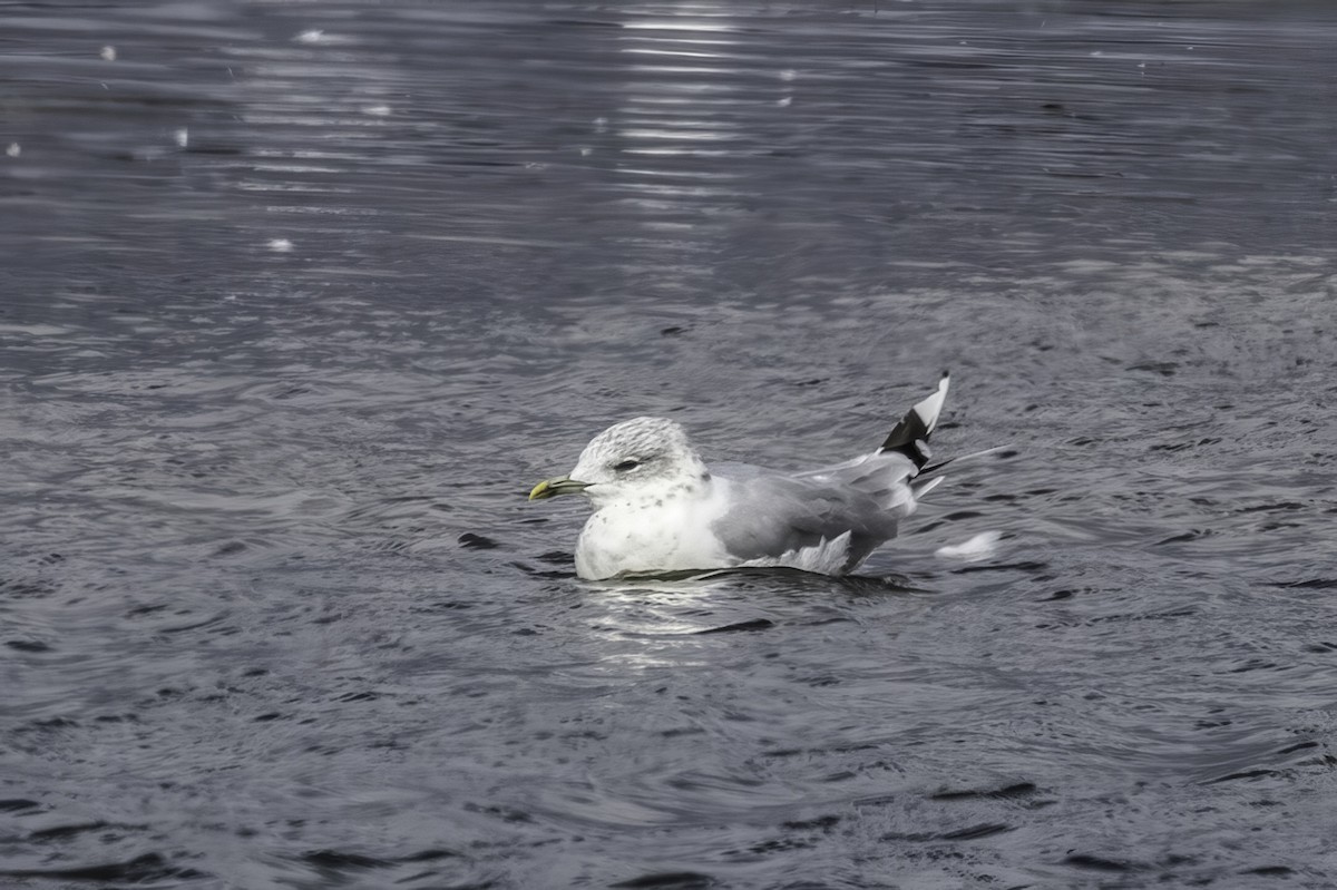 Common Gull - ML641509816
