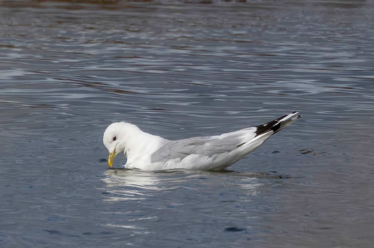 Common Gull - ML641509817