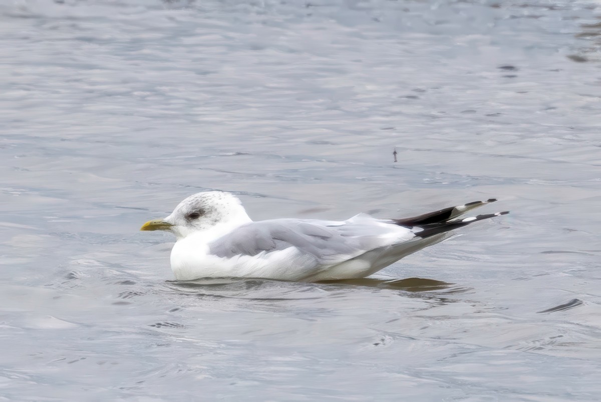 Common Gull - ML641509820