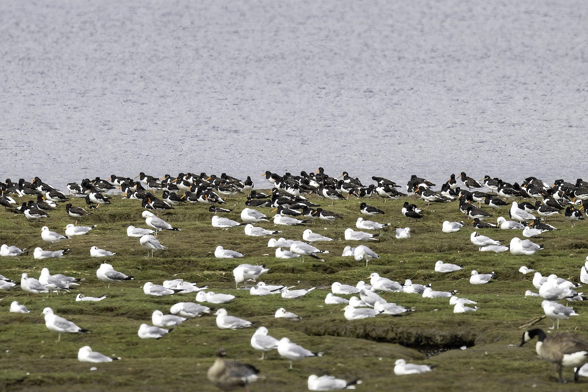 Common Gull - ML641509828