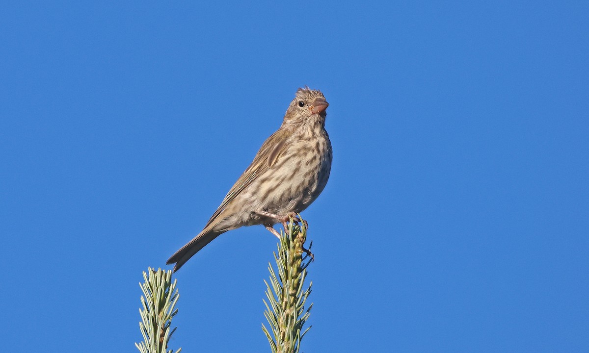 Cassin's Finch - ML641509858