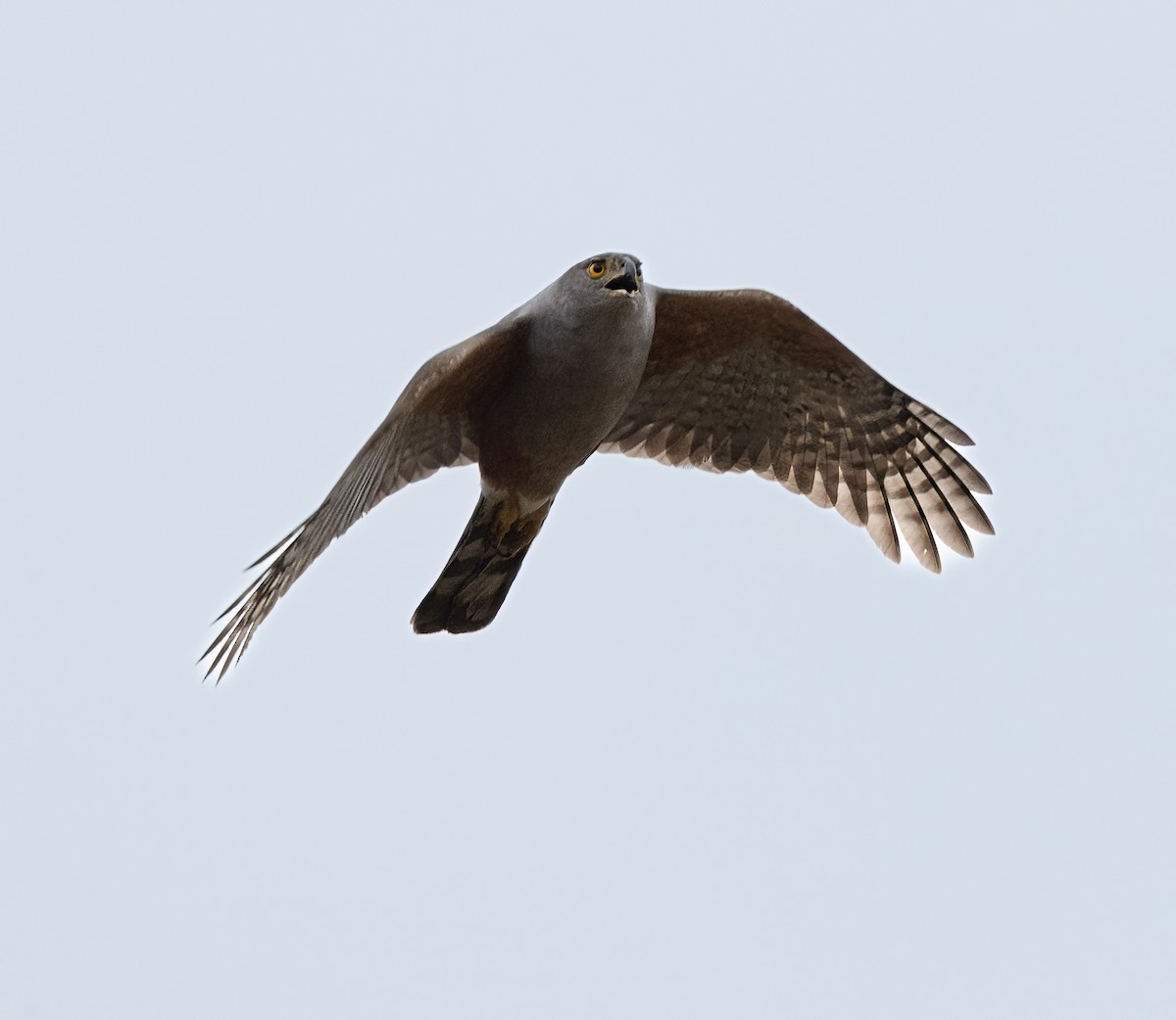 Bicolored Hawk - ML641509872
