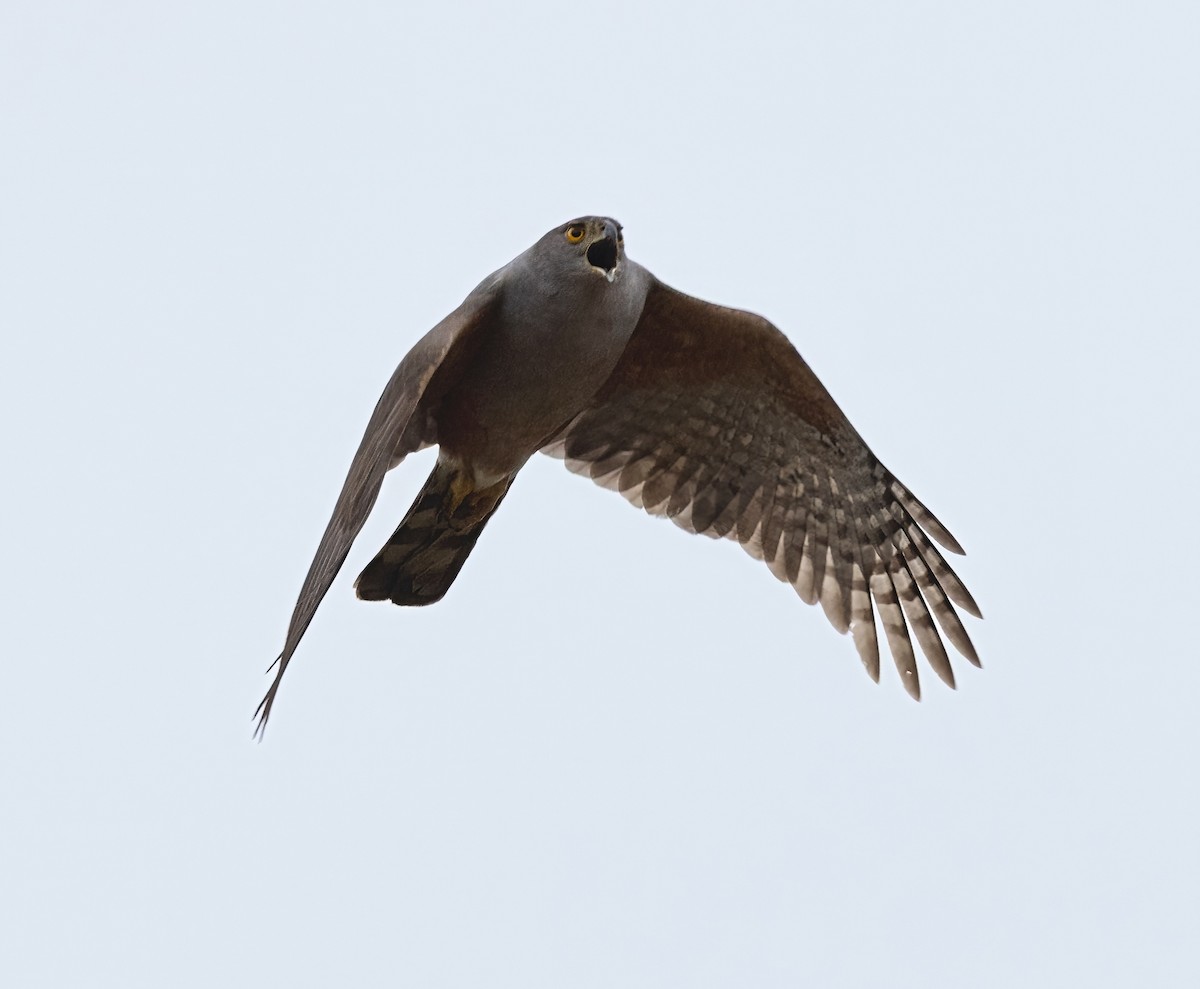 Bicolored Hawk - ML641509873