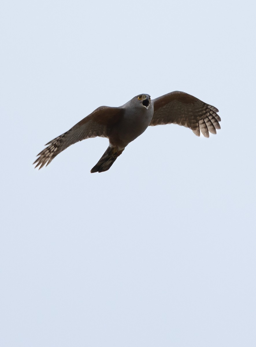 Bicolored Hawk - ML641509874