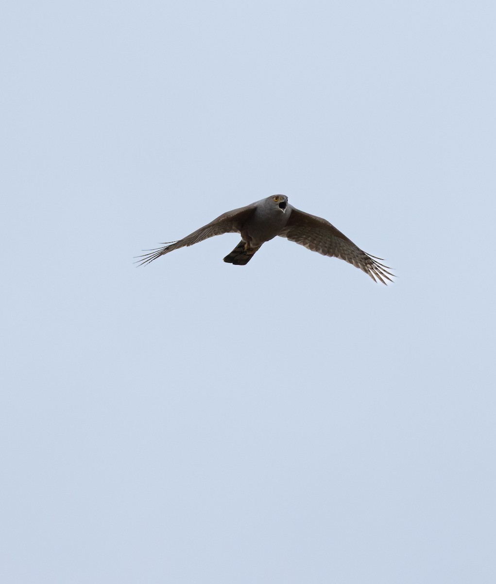 Bicolored Hawk - ML641509875