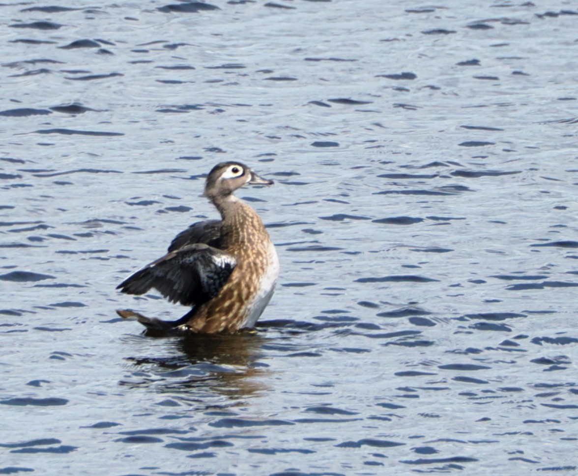 Wood Duck - ML641509903