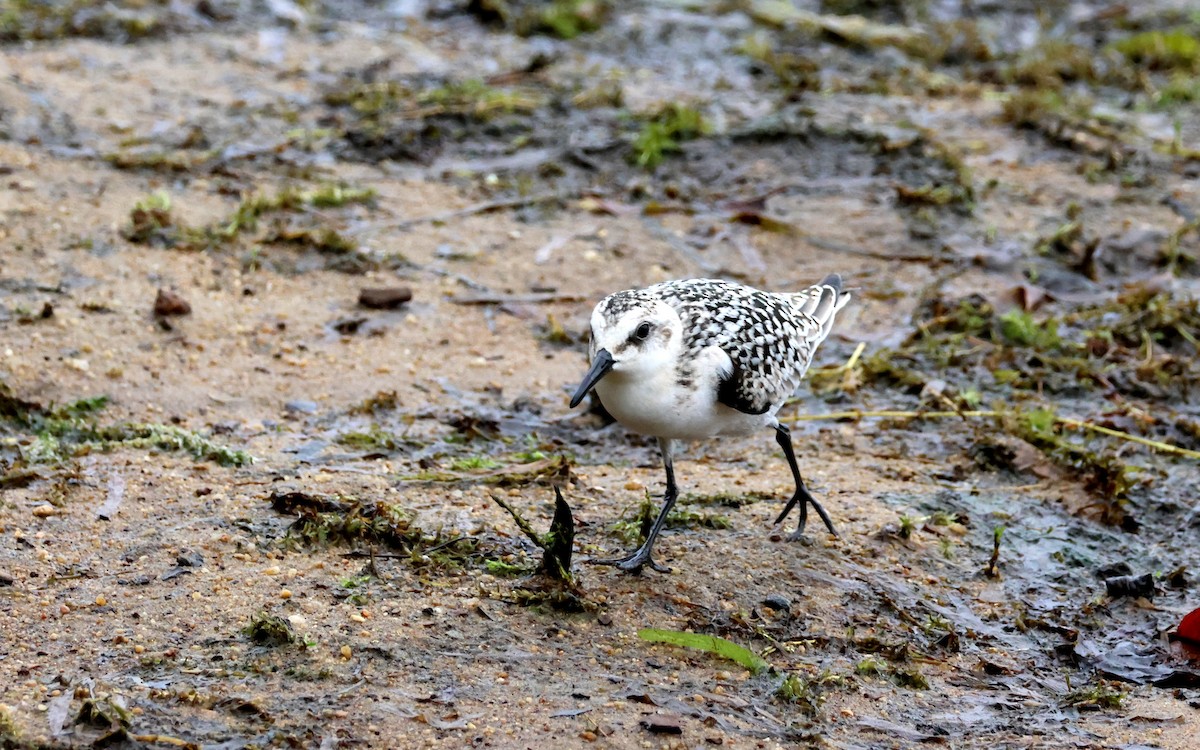 Sanderling - ML641509948