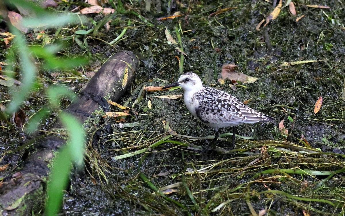 Sanderling - ML641509961