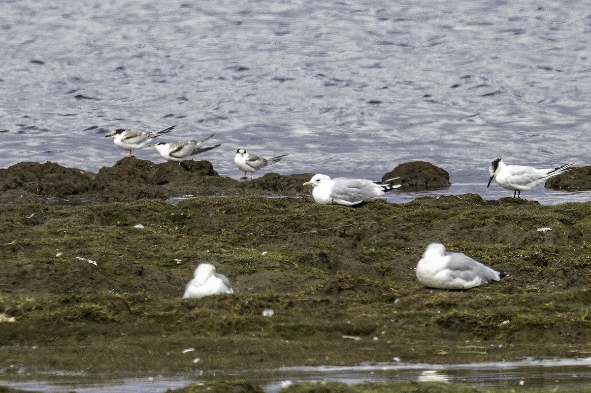 Sandwich Tern - ML641509971