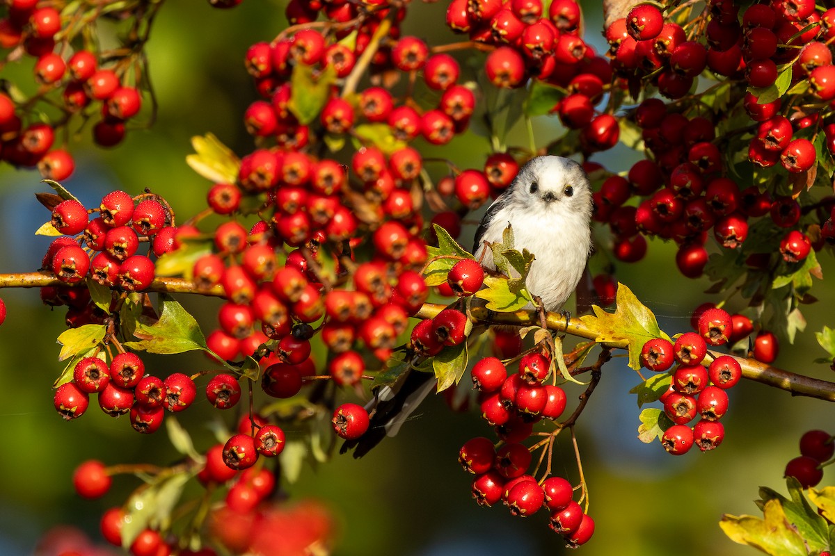 Long-tailed Tit - ML641509972
