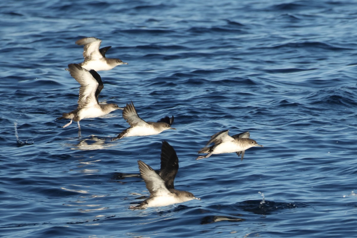 Black-vented Shearwater - ML641510000