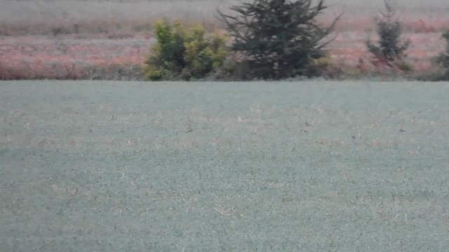 American Golden-Plover - ML641510030