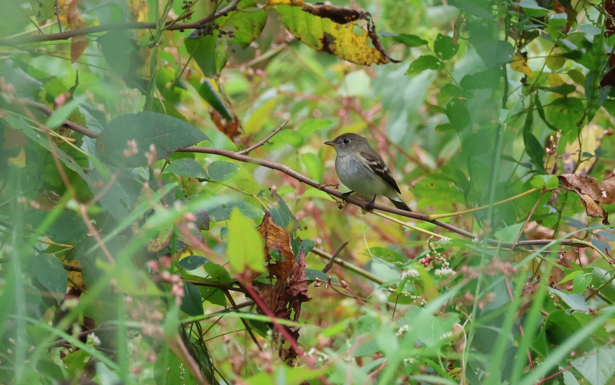 Least Flycatcher - ML641510056
