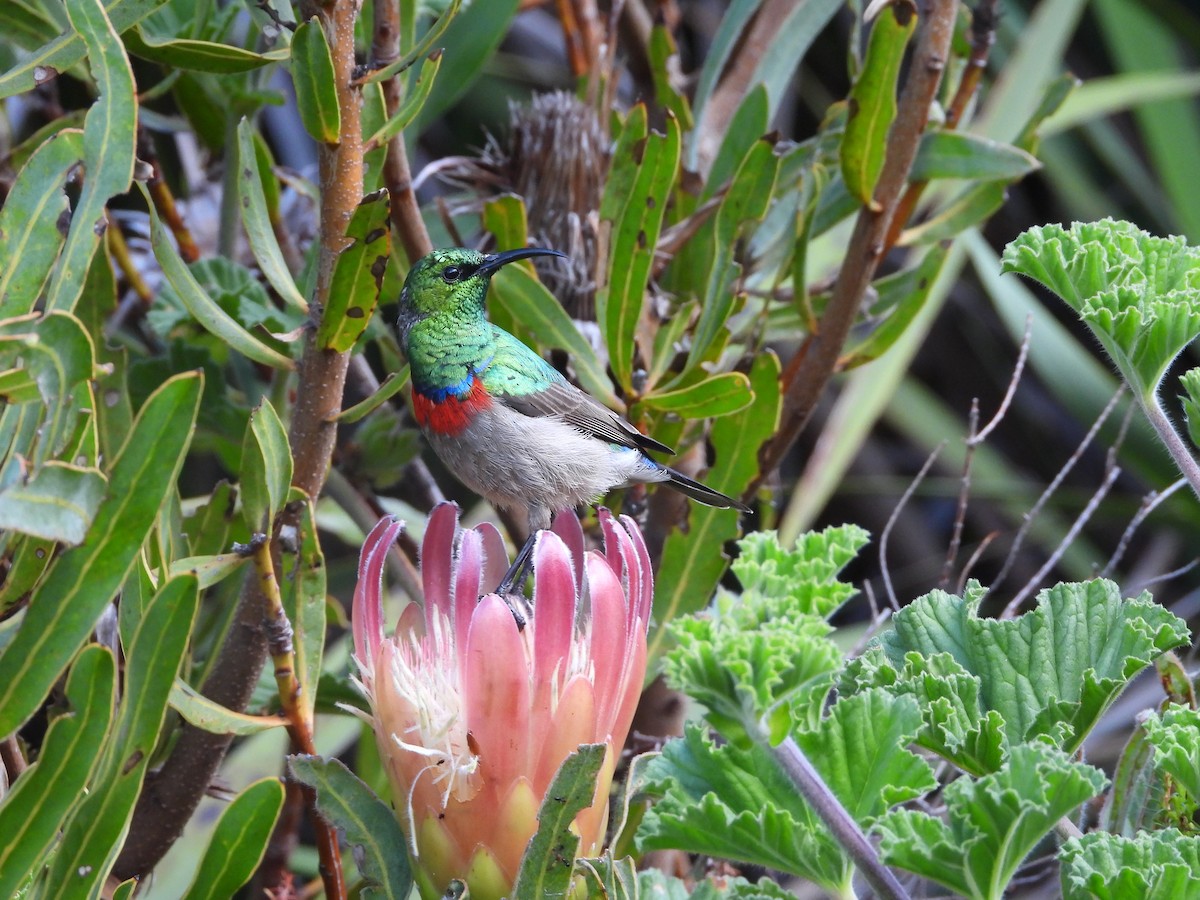 Southern Double-collared Sunbird - ML641510072