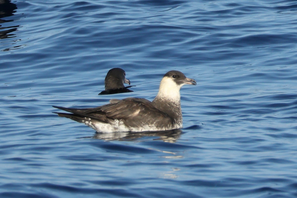Pomarine Jaeger - ML641510082