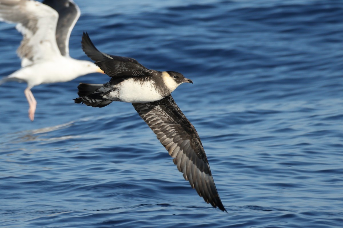 Pomarine Jaeger - ML641510123