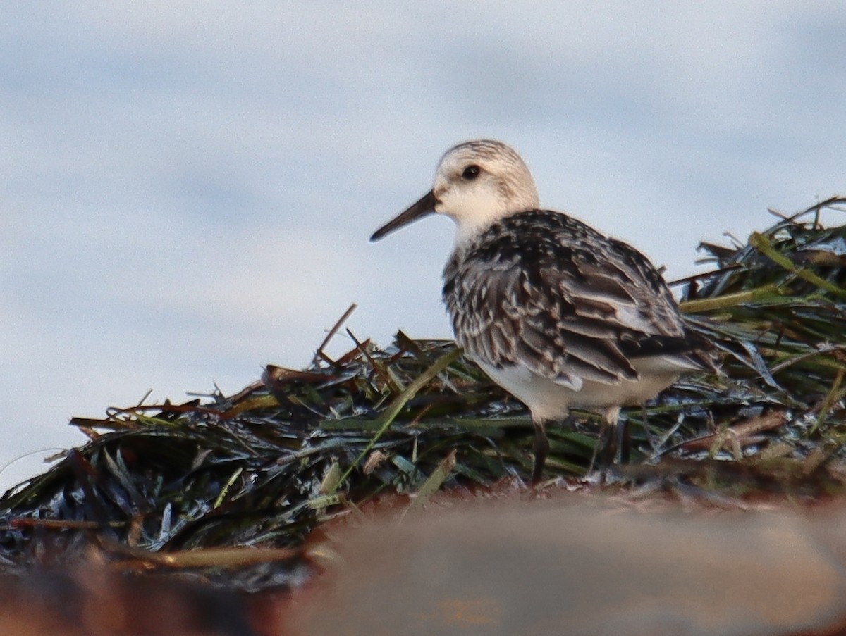 Sanderling - ML641510175