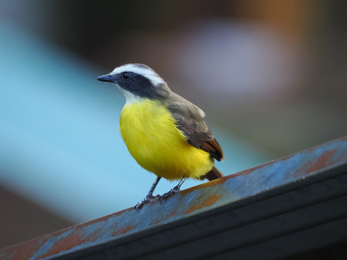 Rusty-margined Flycatcher - ML641510204