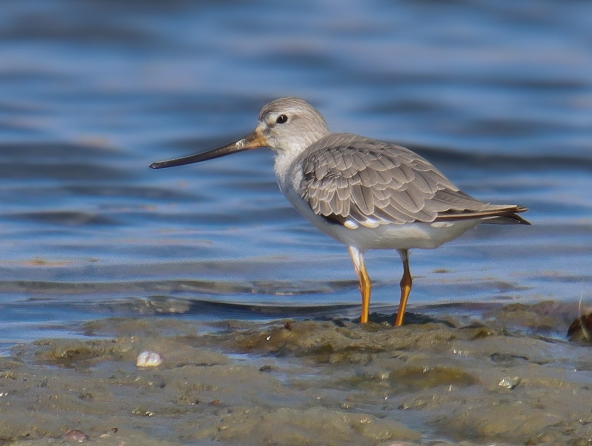 Terek Sandpiper - ML641510226