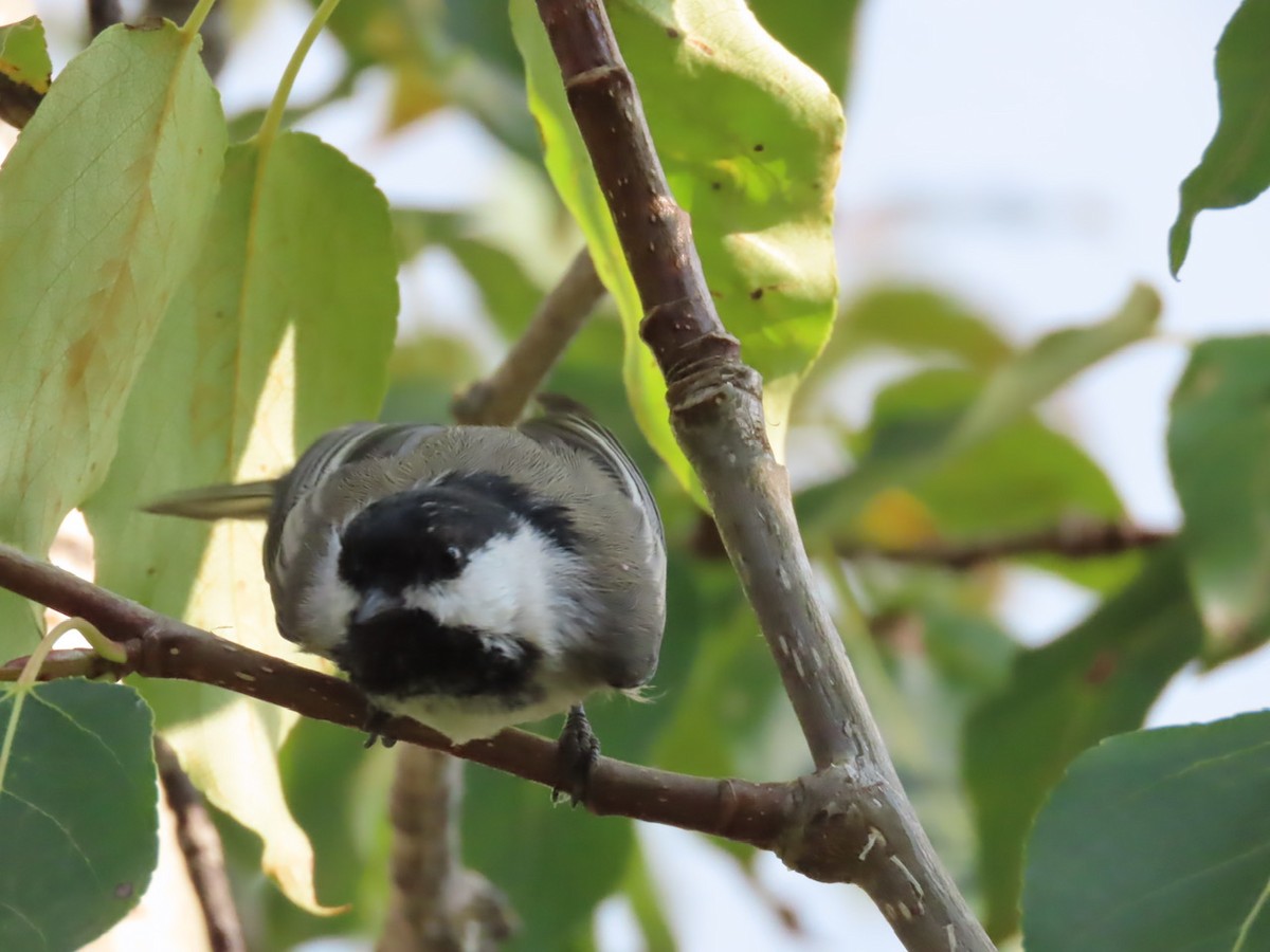Black-capped Chickadee - ML641510336