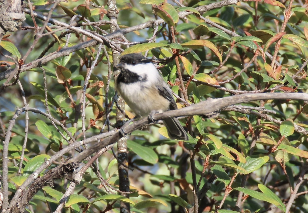 Black-capped Chickadee - ML641510337
