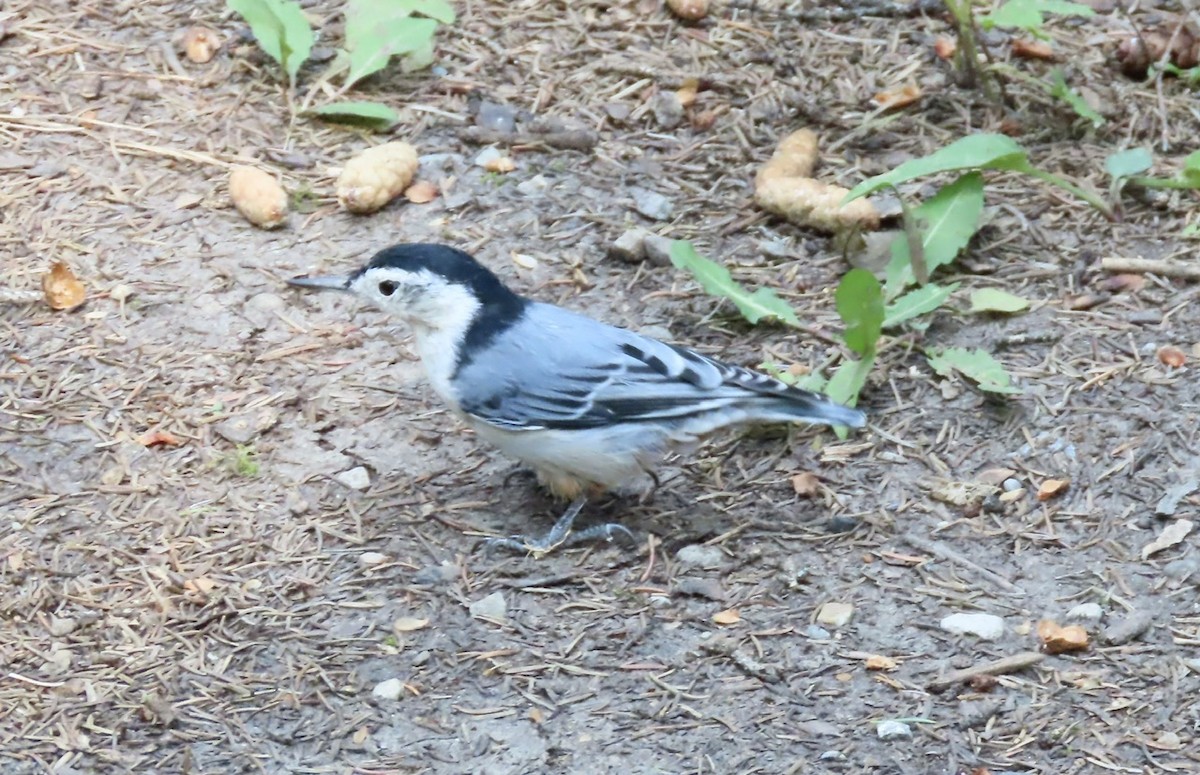 White-breasted Nuthatch - ML641510346