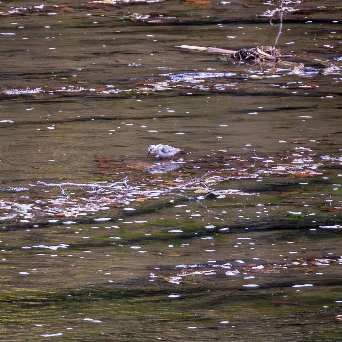 Sanderling - ML641510386