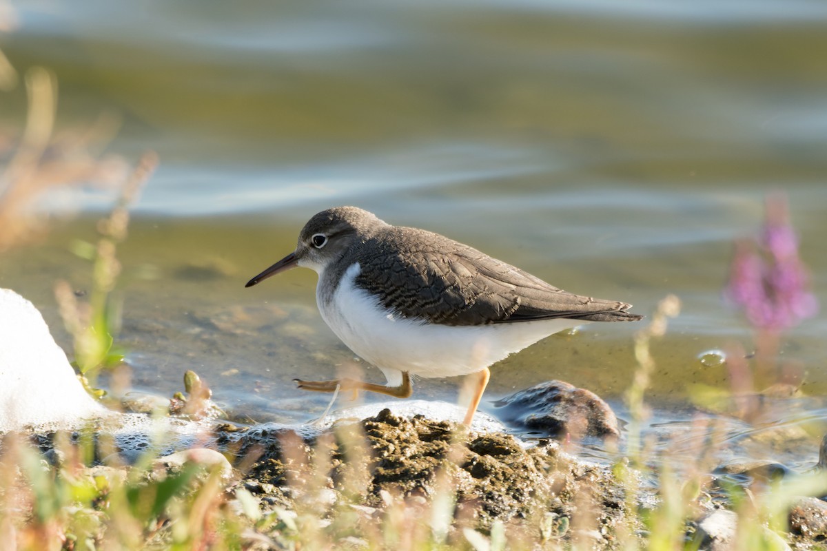 Spotted Sandpiper - ML641510389