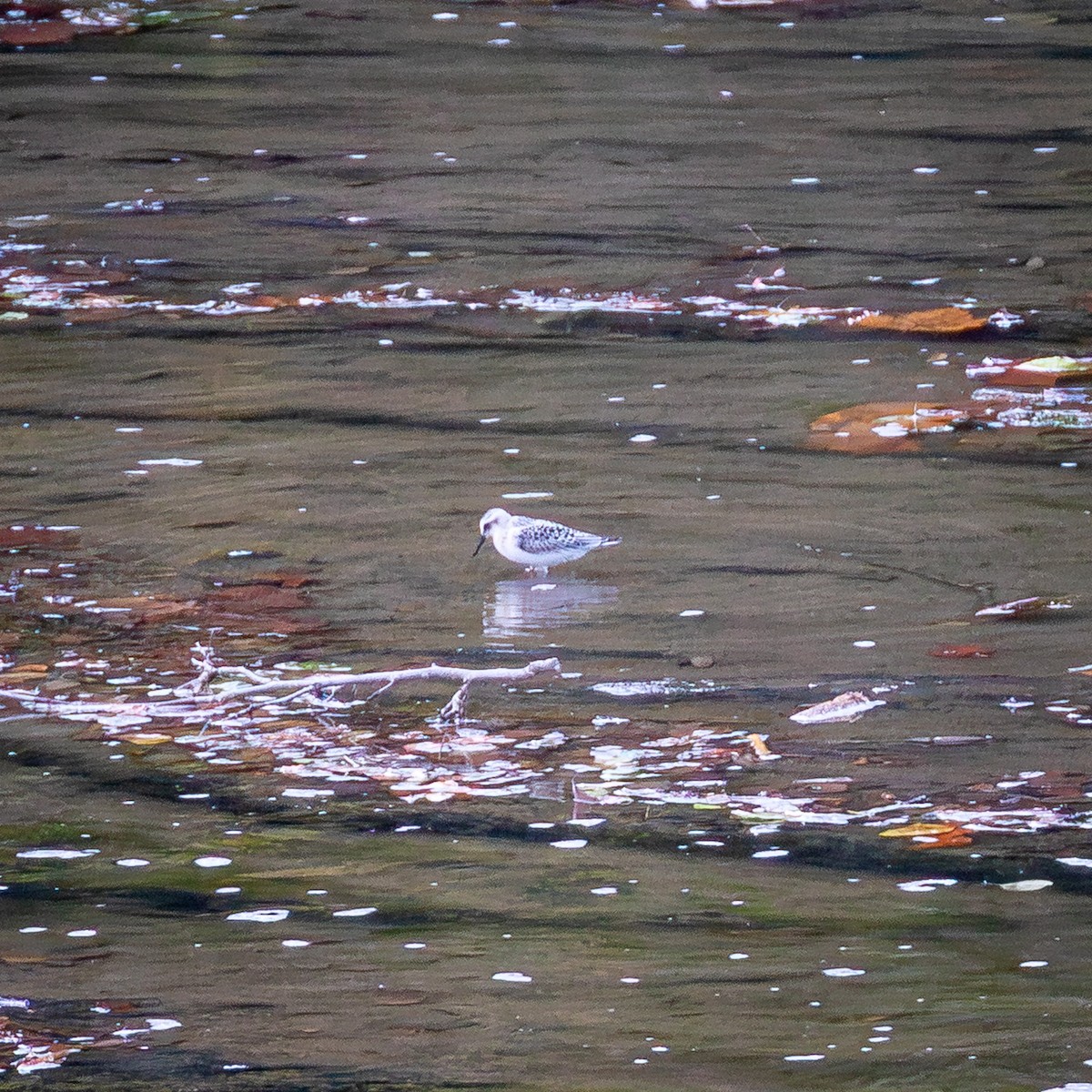 Sanderling - ML641510405